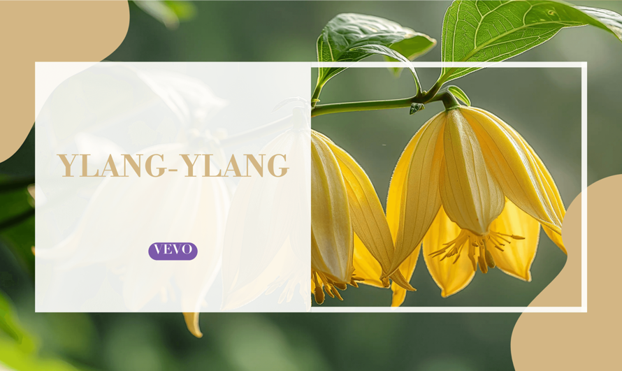🌸 Ylang-Ylang 