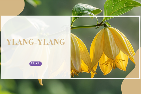 🌸 Ylang-Ylang 