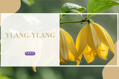 🌸 Ylang-Ylang 